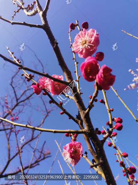 梅花