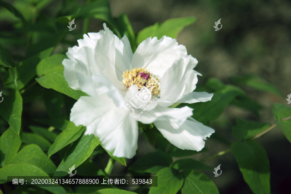 芍藥花