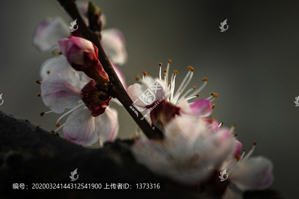 杏花