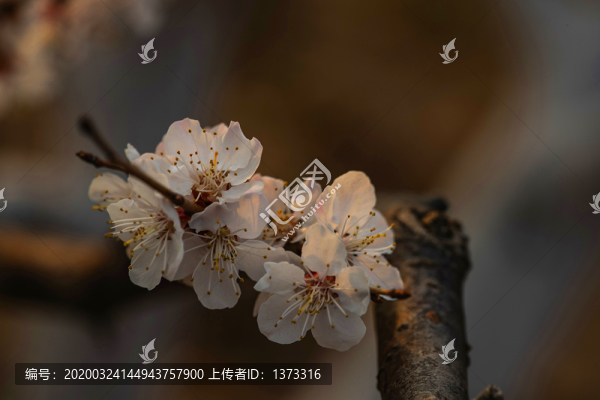 杏花
