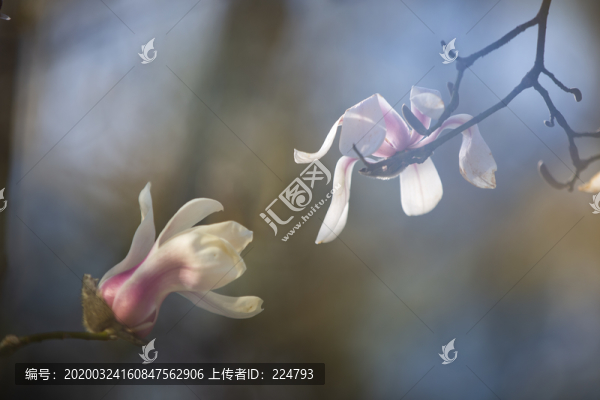 玉蘭花