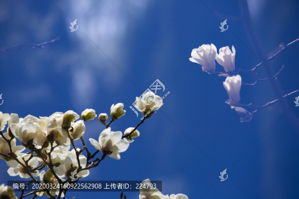 玉蘭花