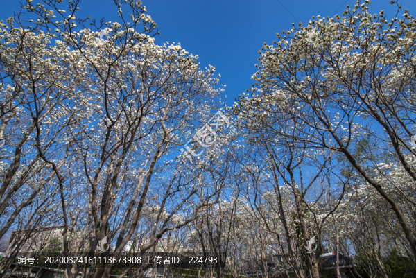 玉蘭花開