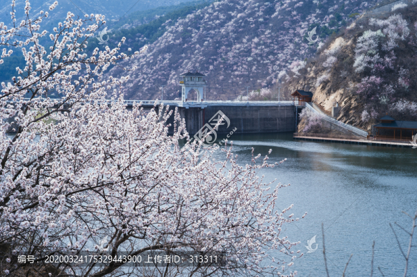 桃花碧波上