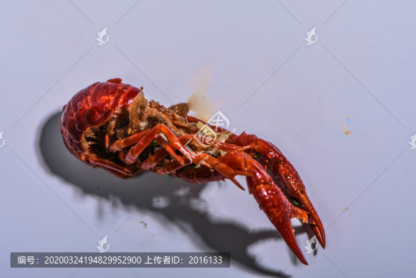 小龍蝦