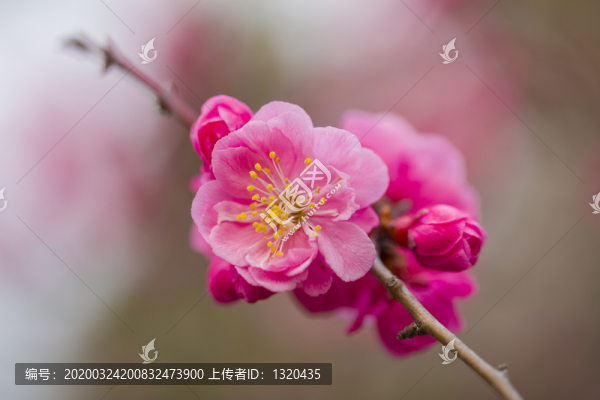 梅花紅梅