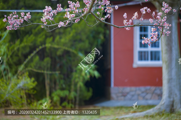 梅花