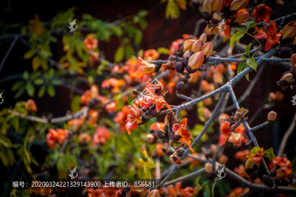 木棉花