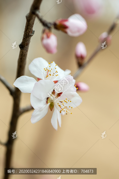 山桃花