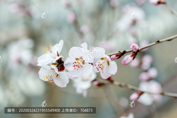 山桃花