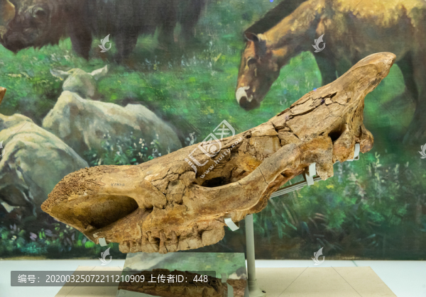山西披毛犀古生物化石