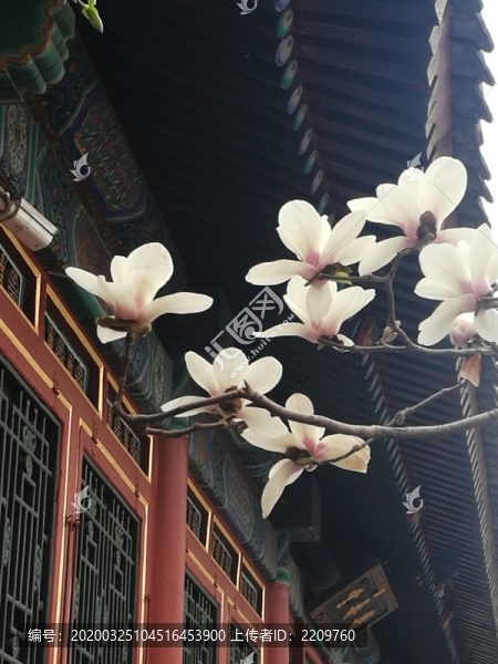 玉蘭