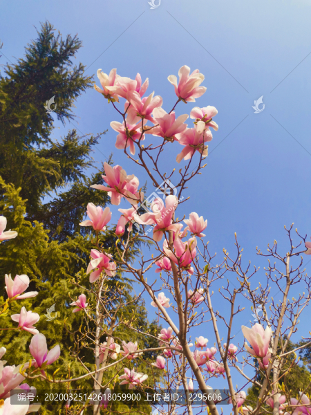 玉蘭花