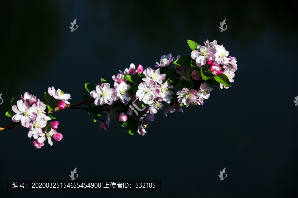 春天的寵兒