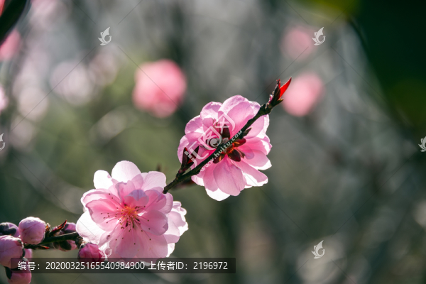 兩朵盛開的粉色桃花
