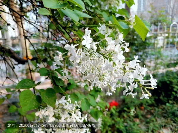 丁香花
