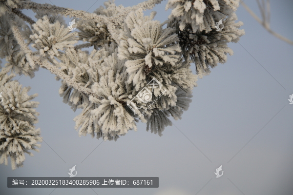 霧松