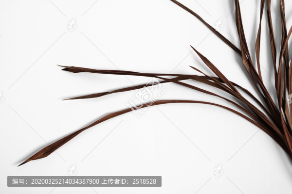 白色背景白綢緞底枯葉樹(shù)葉枝條花