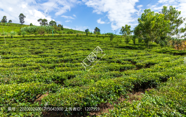 春茶