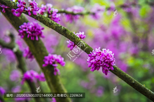 紫荊花