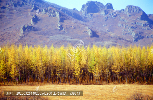 樹林
