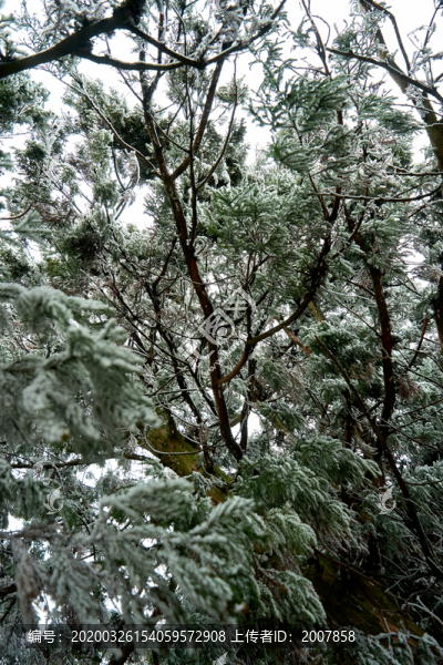 霧松雪景
