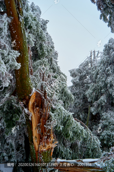 雪松冰掛