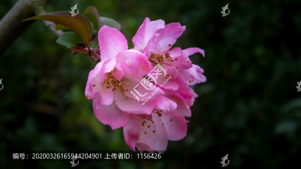 垂絲海棠