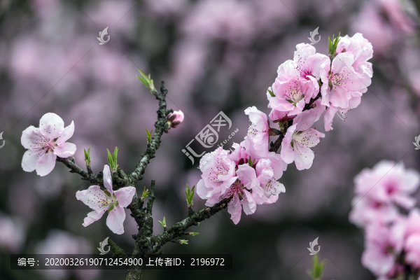 粉紅色的碧桃花