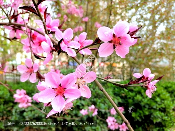 桃花