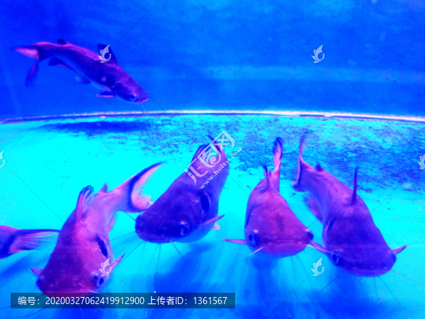 熱帶魚