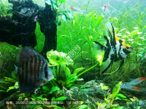 金魚缸
