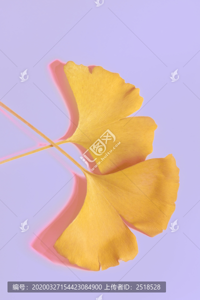 糖果色銀杏葉