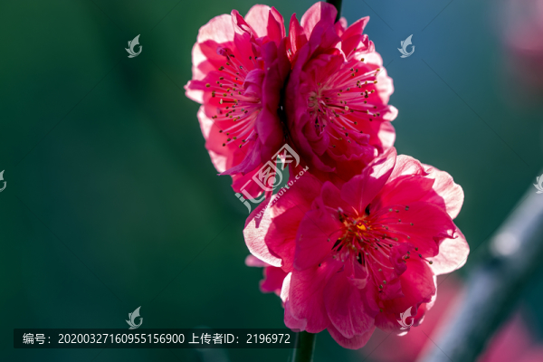 一枝紫葉碧桃