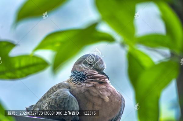 野生斑鳩