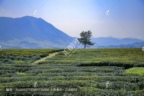 安徽旌德空中茶園