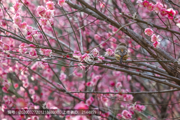 春天梅花與麻雀