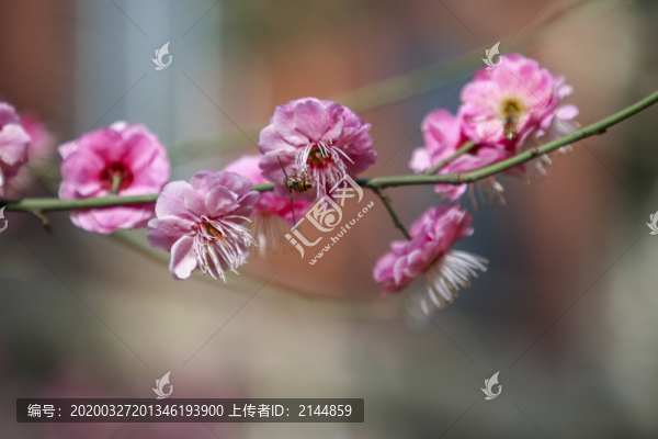 紅色梅花特寫