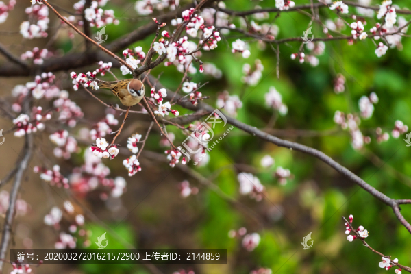 春天的花與鳥兒
