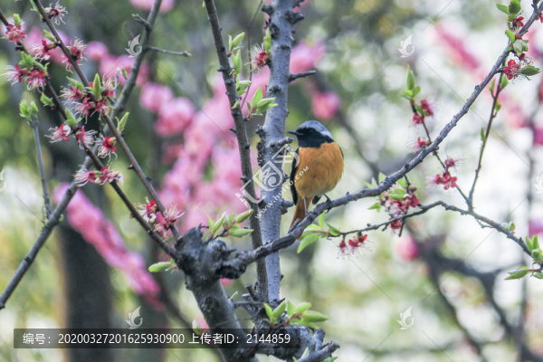 春天的花與鳥兒