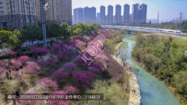 合肥匡河公園梅花林