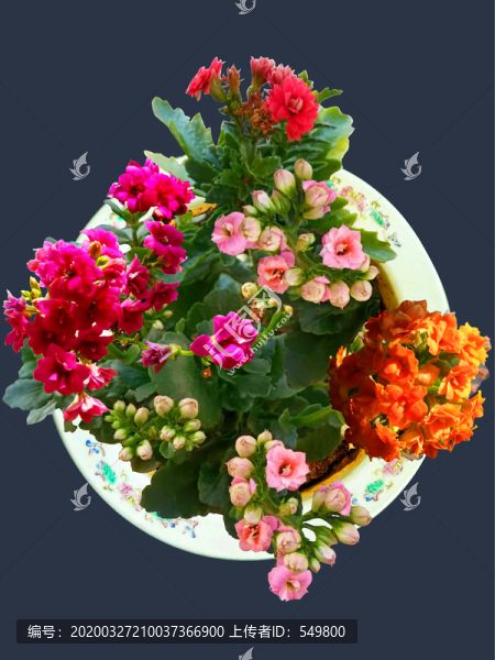 長壽花盆景
