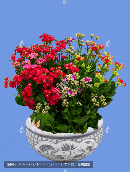 長(zhǎng)壽花盆景