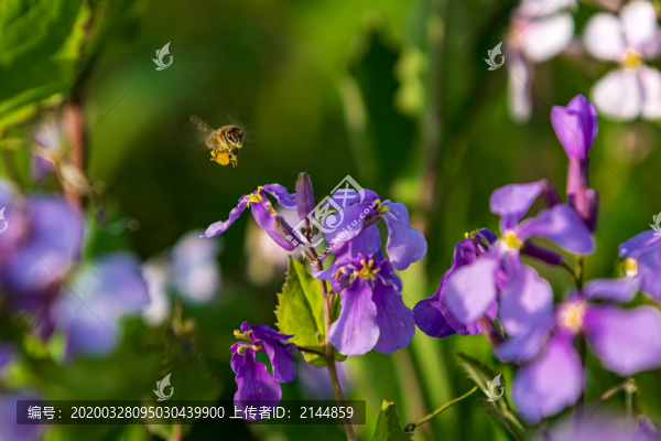 二月蘭與蝴蝶蜜蜂