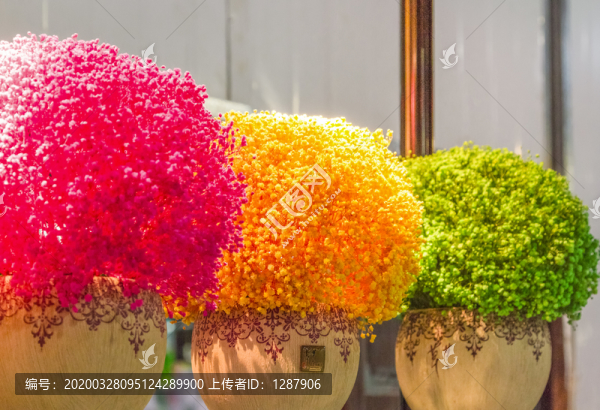 云南干花