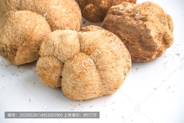 野生猴頭菇