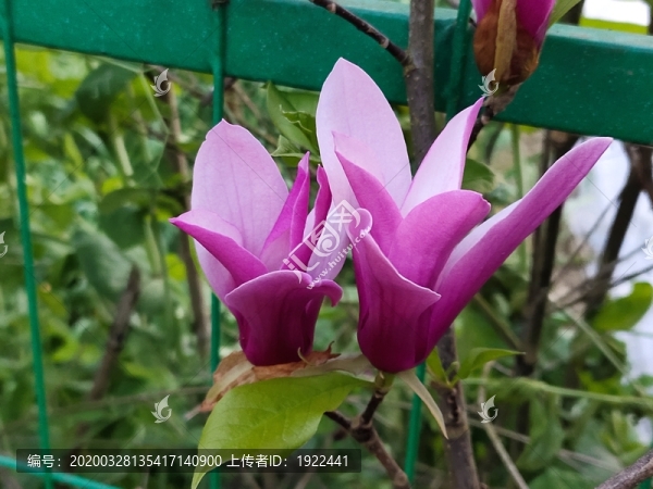 兩朵木蘭花