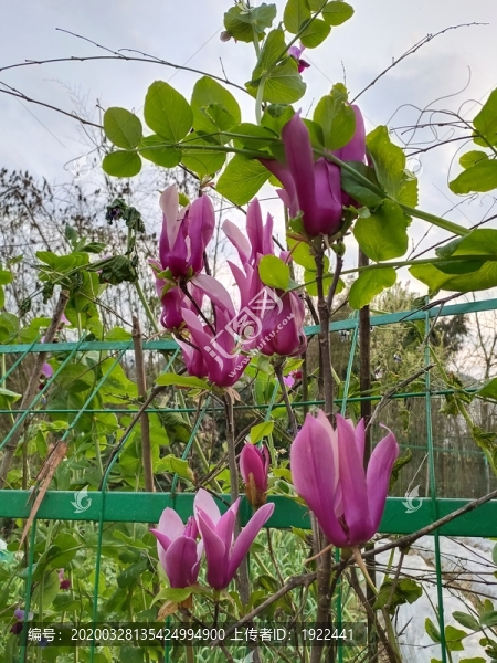 木蘭花