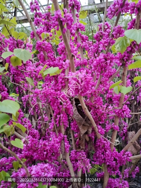 紫荊花