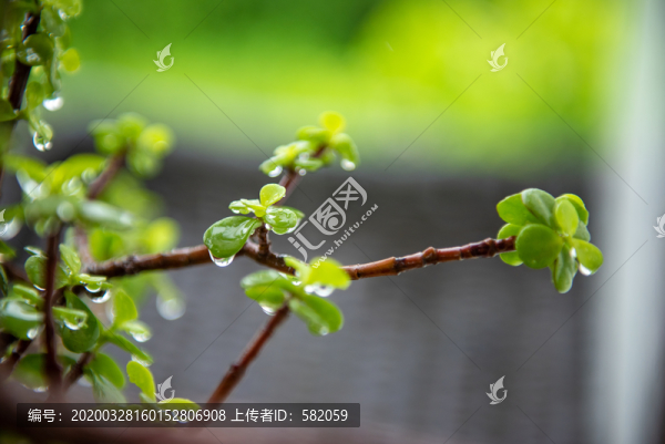 嫩芽